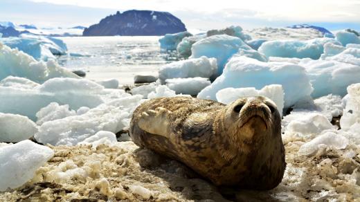 Vědci z brněnské Masarykovy univerzity vyrážejí na Antarktidu již poněkolikáté