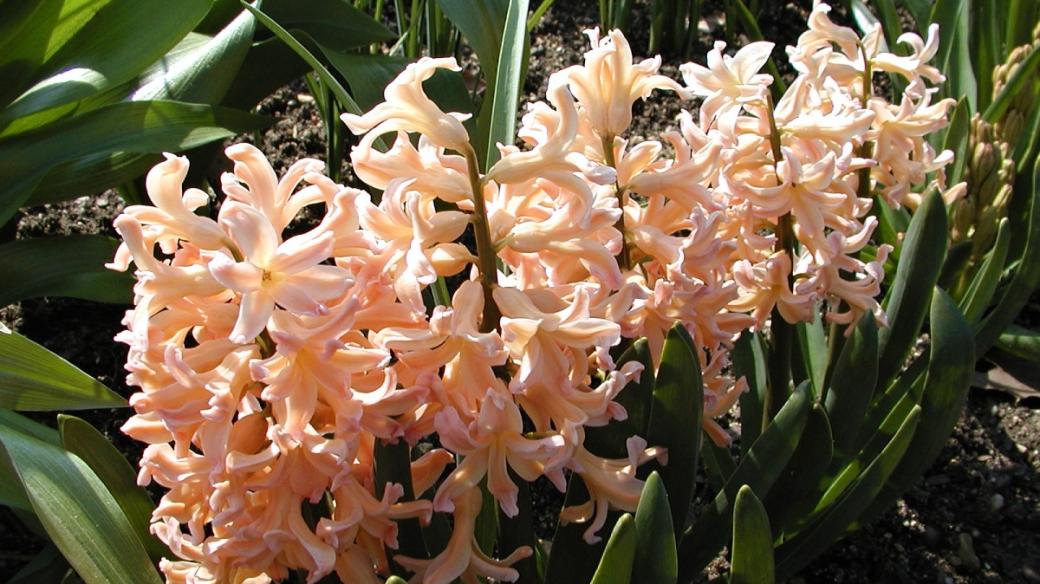 Hyacint "Oranje Boven" (Hyacinthus oranje boven)