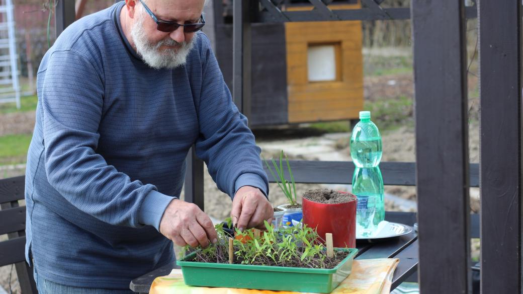 Přesazování rajčat, Ladislav Dufek