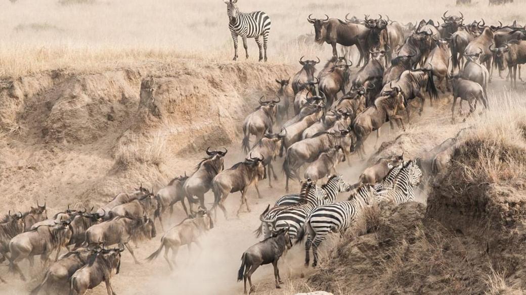 Masai Mara, Keňa