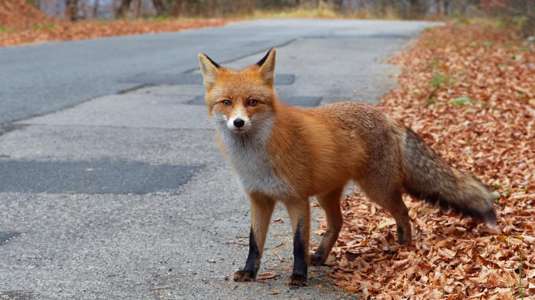Nebezpečím pro lišky jsou auta, odpadky i zakázané pasti