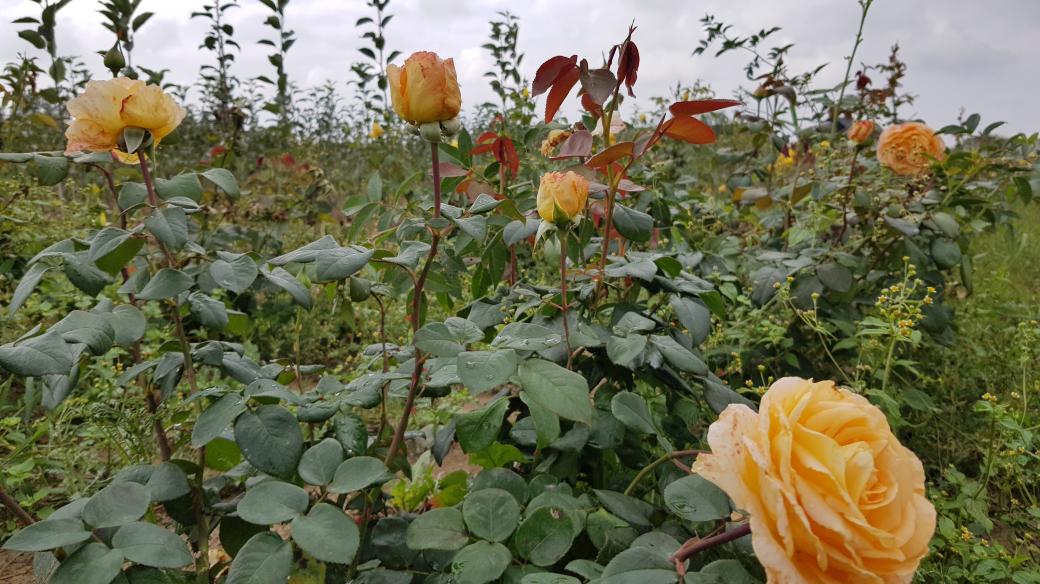 Růže, plantáž Sobíňov, Havlíčkobrodsko