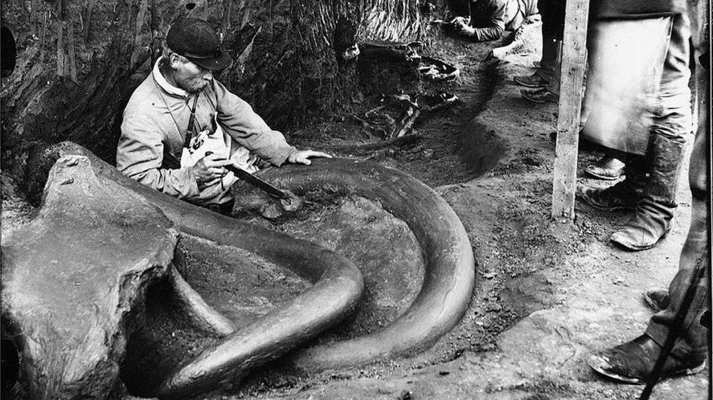 Na patrně nejznámější fotografii nálezu ze Svobodných Dvorů je zachycen zaměstnanec muzea, František Žaloudek, jak čistí mamutí kly