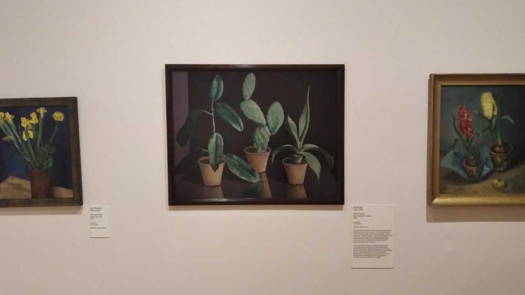 Ilona Singer: Zátiší s kaktusy, výstava Nové realismy v Galerii hlavního města Praha