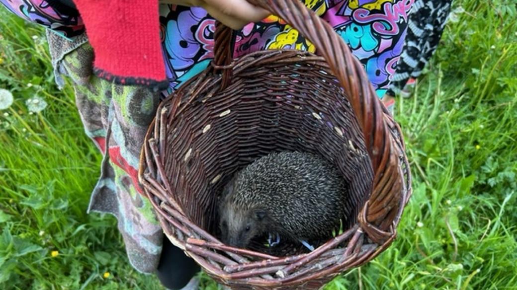 Velké loučení! Děti z MŠ ve Vítkovicích pečovaly půl roku o malého ježka, teď ho vrátily do přírody