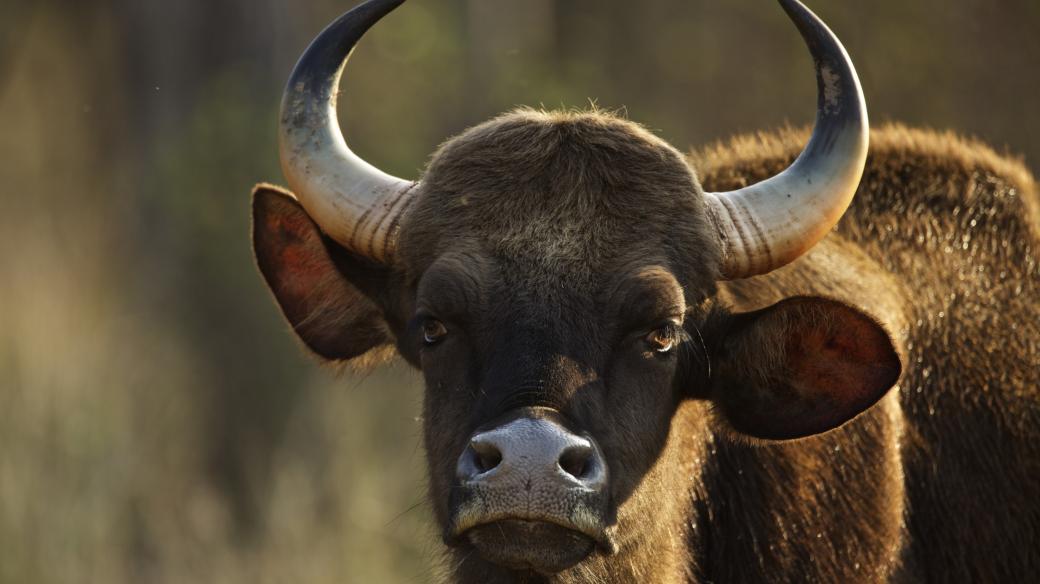 Jedním z druhů, které se pro rezervaci u Karviné zvažují, je gaur