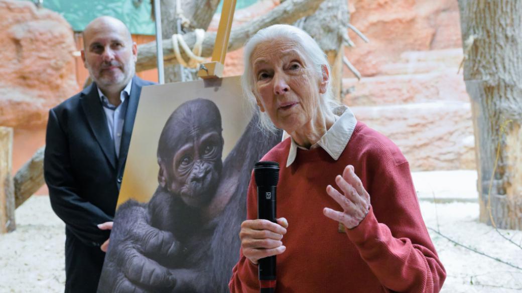 Jane Goodallová udělila samičce gorily nížinné narozené 12. dubna v Zoo Praha jméno Gaia