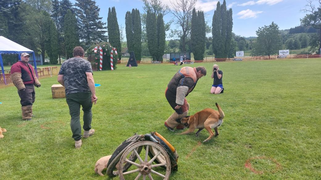 Globalring je sport, kde mouhou svůj výcvik zúročit jak vojenští nebo policejní psi, tak oříšci z útulku