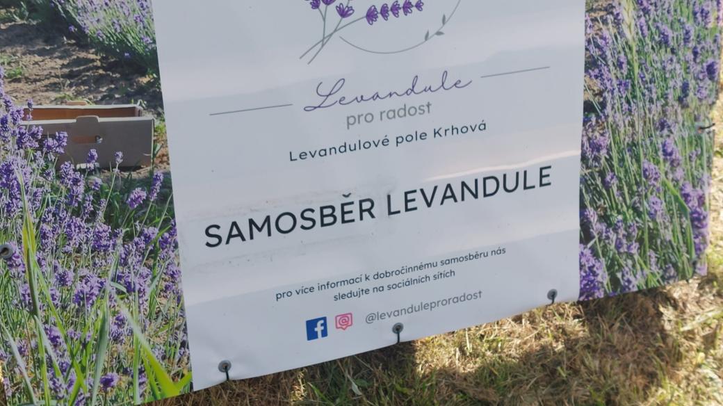 Levandule, samosběr v Krhové u Valašského Meziříčí