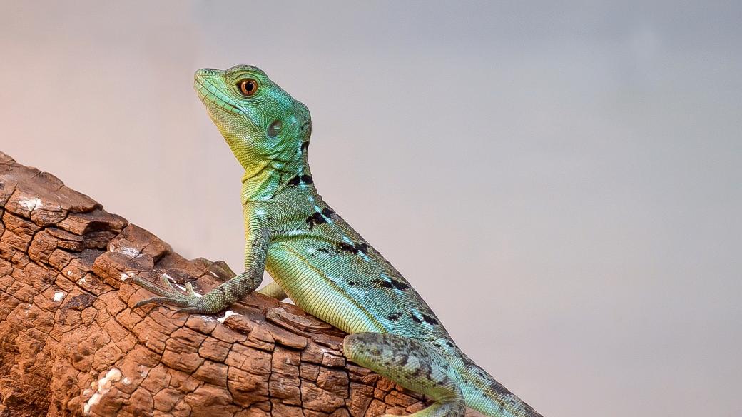 Bazilišek zelený je jedním z obyvatel tropického pavilonu jihlavské zoo