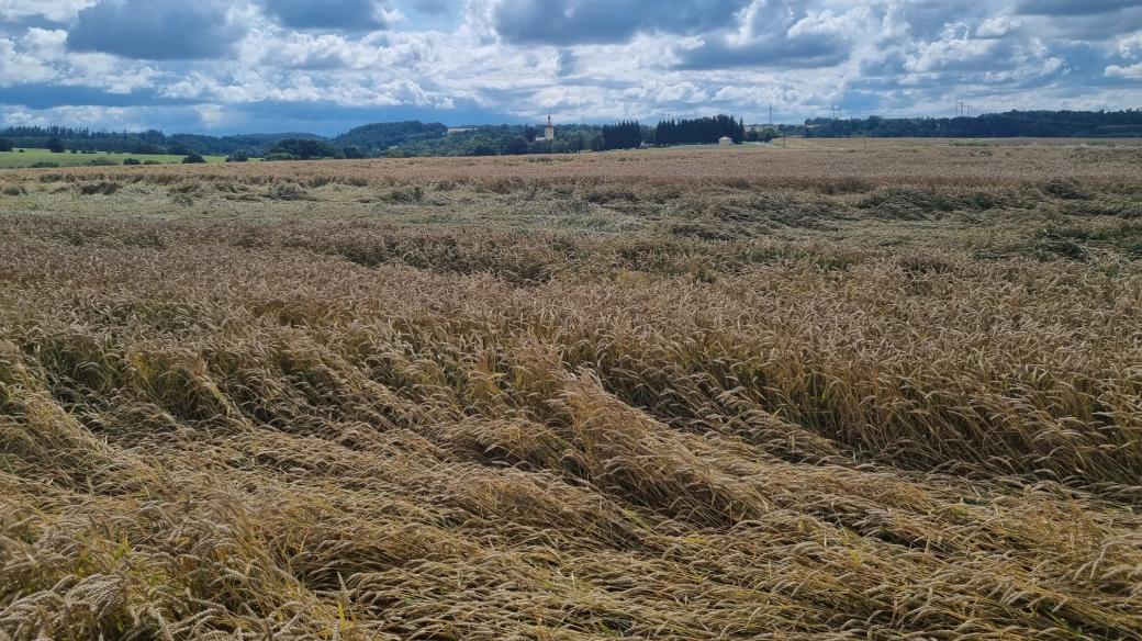 Poničené obilí na polích u Kokor na Přerovsku