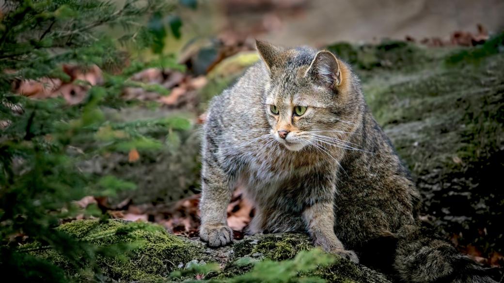 Kočka divoká (Felis silvestris)