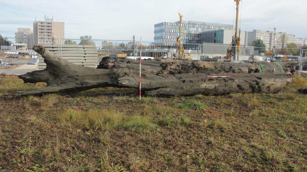 Královéhradečtí archeologové zkoumají dva částečně opracované kmeny, které stavbaři objevili na staveništi u hradecké fakultní nemocnice