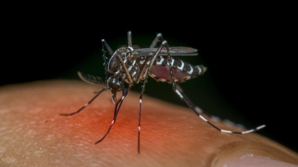 Komár druhu Aedes, který přenáší virus způsobující horečku dengue