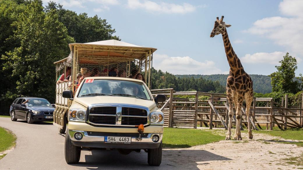 Mezi africká zvířata autem. Volnými výběhy bezpečně projedete v osobním autě nebo v safaribusu