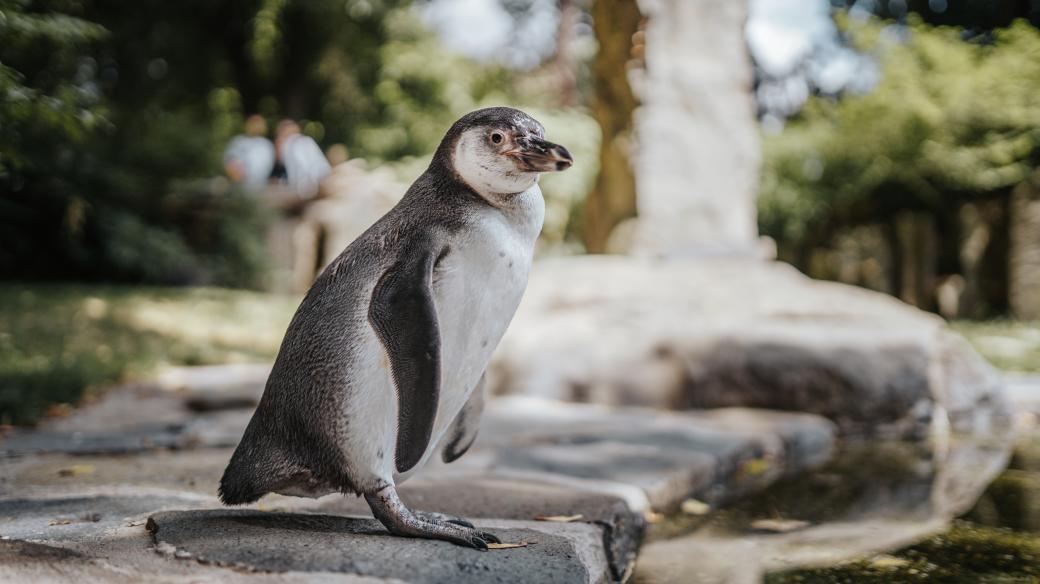 Tučňák v Zoo Praha