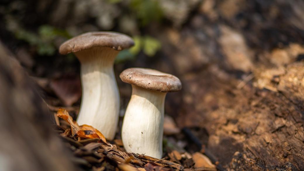 Hlíva máčková neboli královská (Pleurotus eryngii)