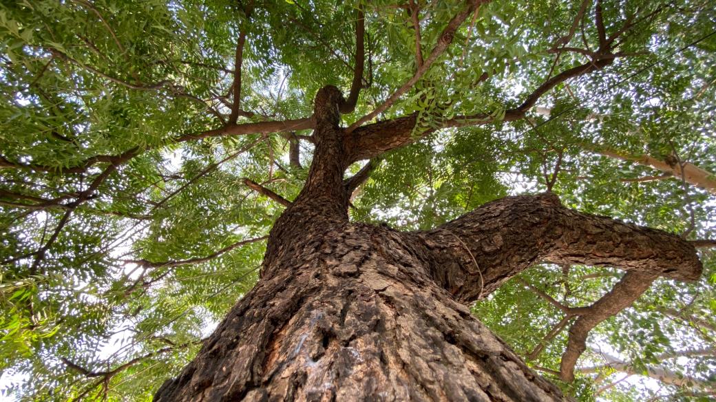 Azadirachta indická neboli neem