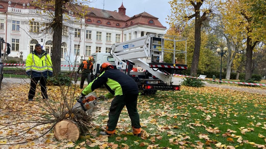 Lázeňské lesy a parky v Karlových Varech pokácely nebezpečnou lípu