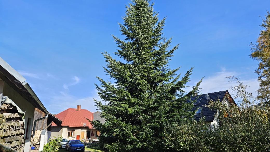 Vánoční strom pro Havlíčkův Brod zatím roste na dvorku rodiny Valových v Olešné