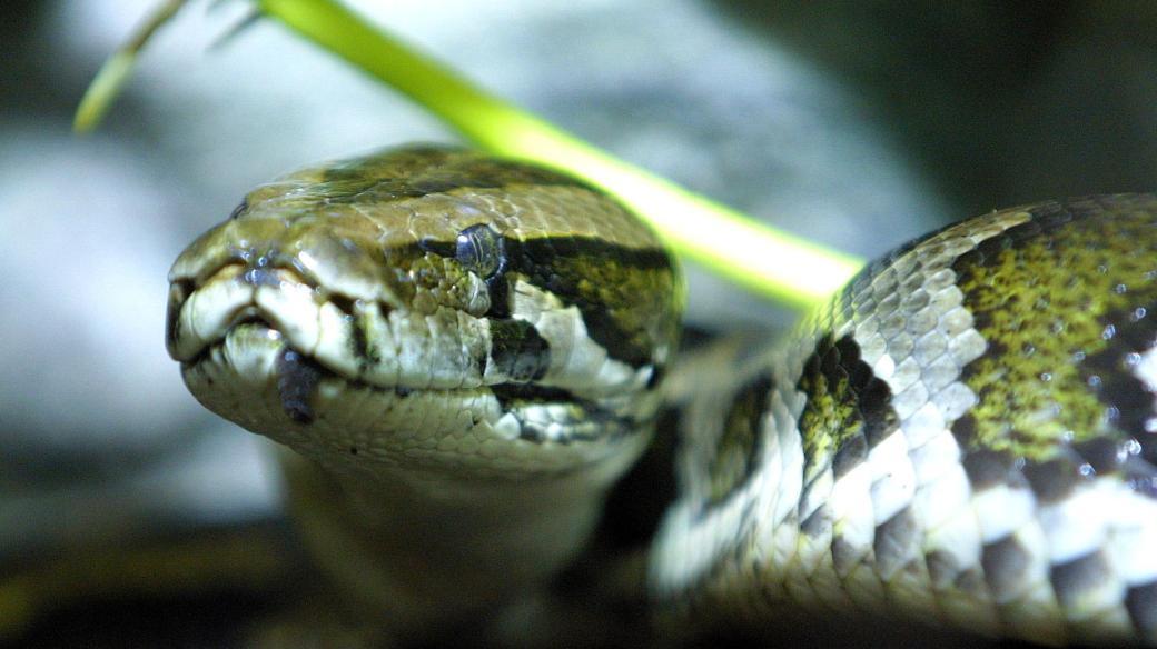 Krajta tmavá jménem Napoleon (v ZOO Dvůr Králové nad Labem)