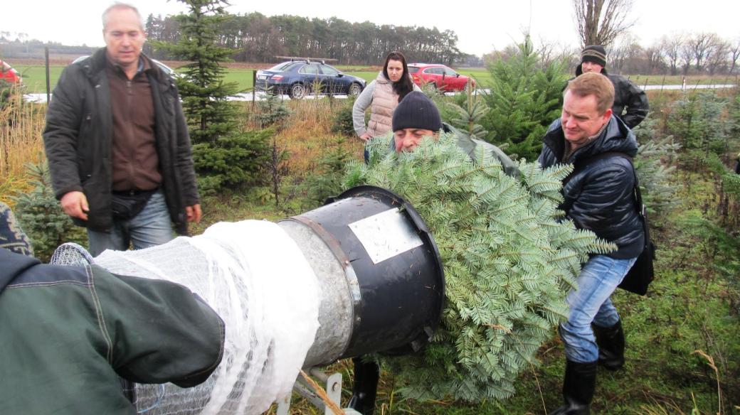 Plantáž se stromky u Stratova na Nymbursku