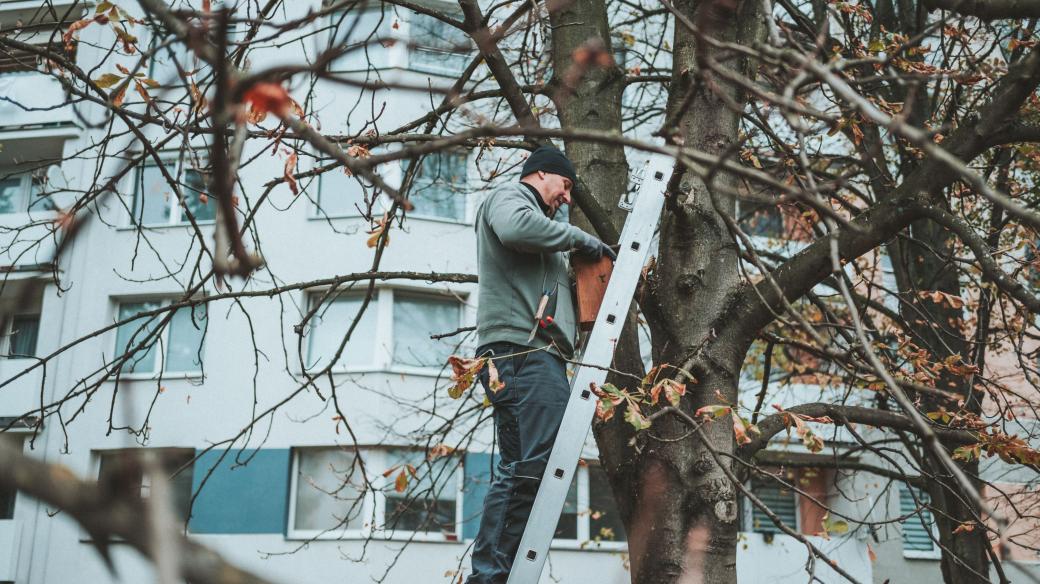 Počet ptačích budek pro ohrožené druhy, ale i netopýry, ve městech stoupá. Čistí se a kontrolují