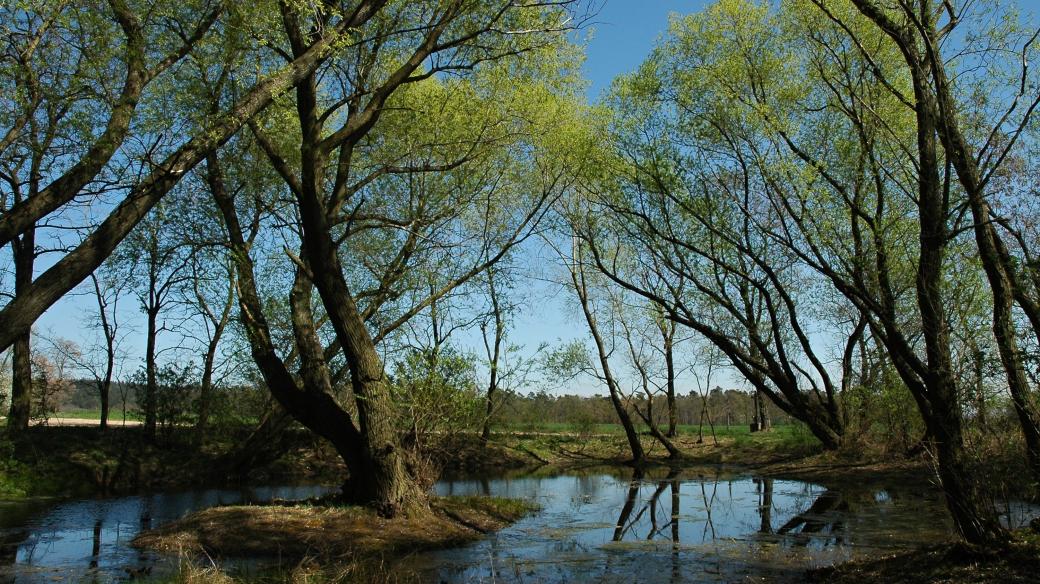 Drnovická bažina