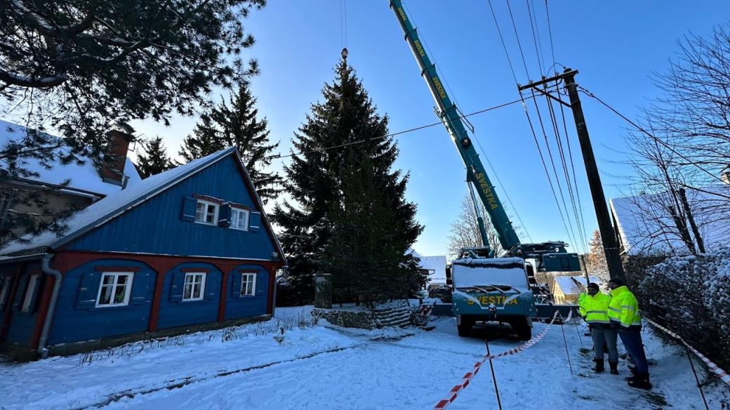 V Krompachu na Českolipsku pokáceli strom, který o adventu odzdobí Staroměstské náměstí v Praze