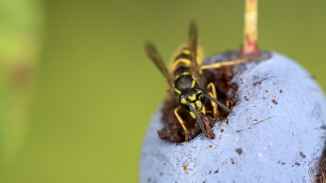 Vosa (Vespula vulgaris) hoduje na švestce