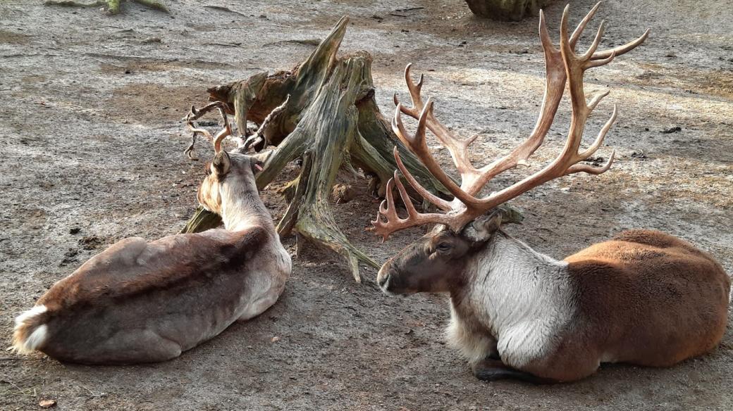 Sobi v liberecké zoo dostávají v zimě méně potravy, stejně jako je tomu ve volné přírodě