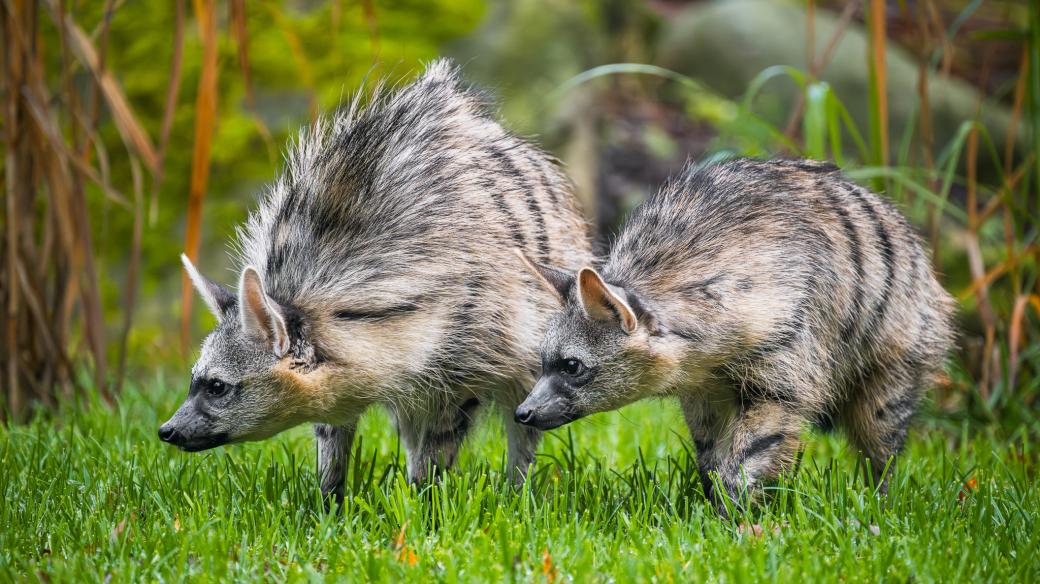 První česká mláďata raritních hyenek hřívnatých dělají radost chovatelům v Safari Parku Dvůr Králové