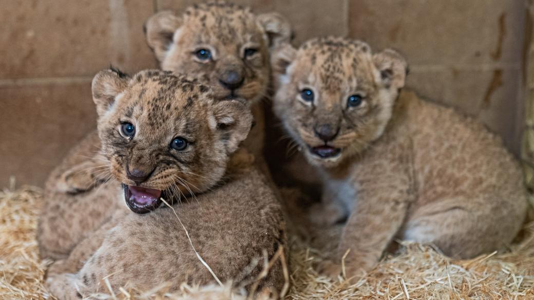 Lví mláďata, narozená na konci roku 2024, Zoo Zlín-Lešná