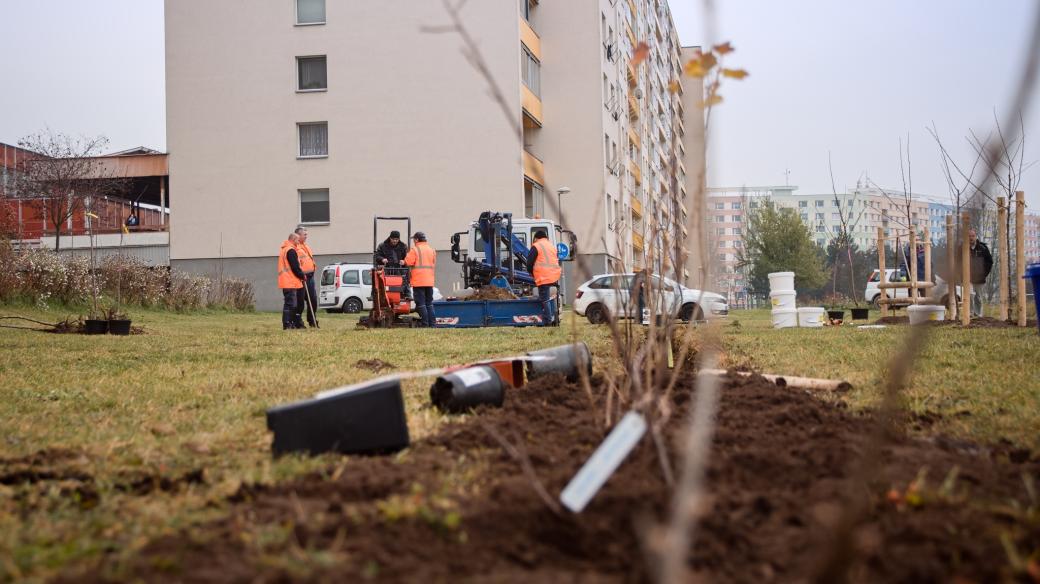 Na největším sídlišti v Hradci Králové vznikl ovocný sad