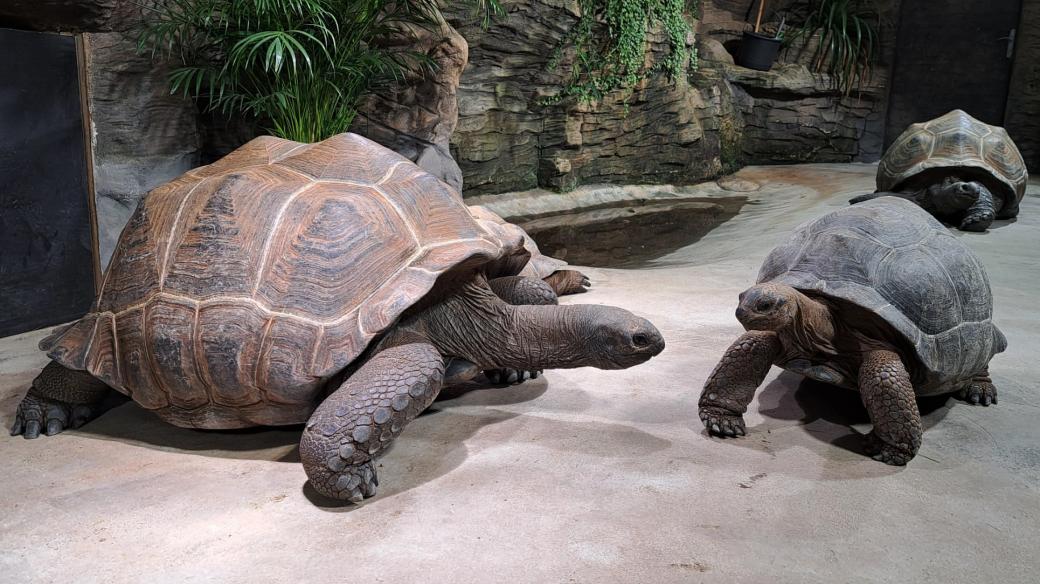 Želvy obrovské v plzeňské zoo