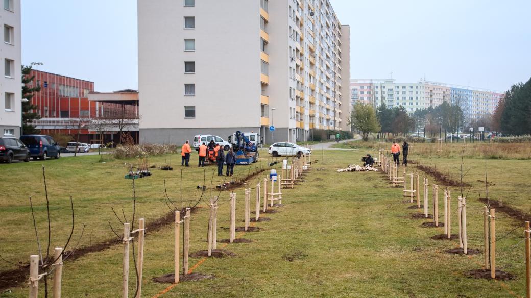 Na největším sídlišti v Hradci Králové vznikl ovocný sad