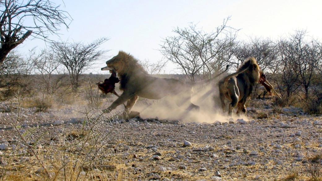 Lvi v Národním parku Etosha bojují o potravu