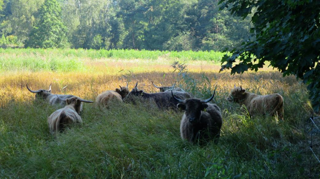 V lokalitě Dolní Jílovka u Lázní Bohdaneč se pase skotský náhorní skot