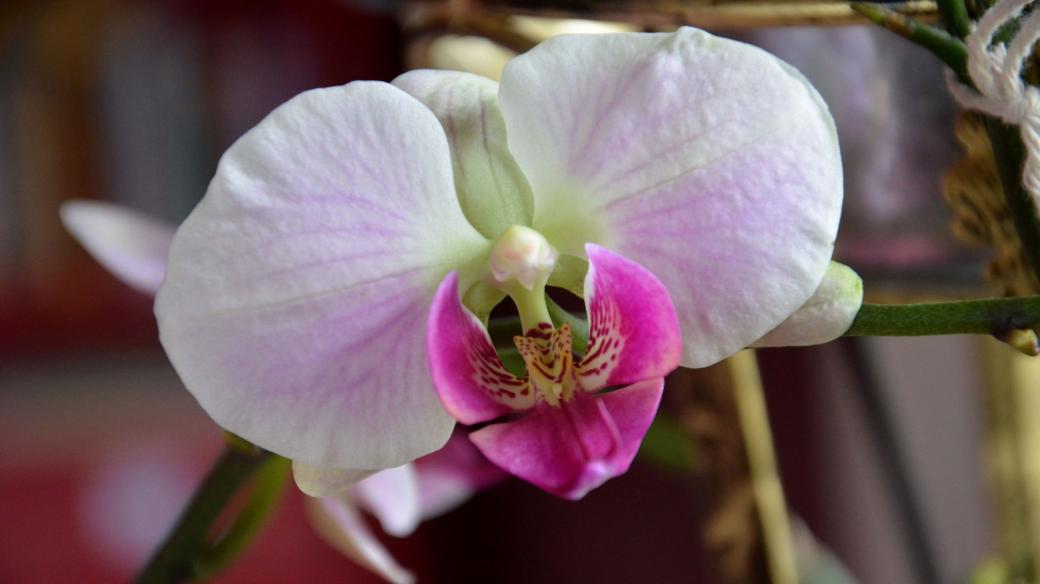 Kvetoucí orchidej Phalaenopsis