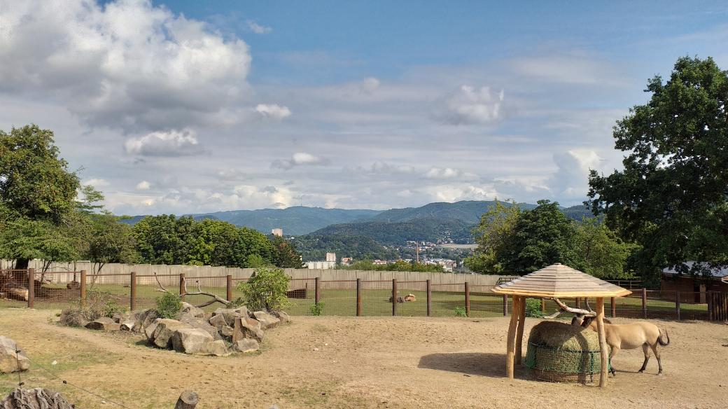 Zoo Ústí nad Labem, koně Převalského