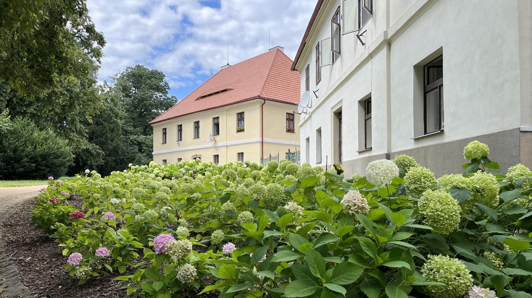 Hortenzie v zámecké zahradě