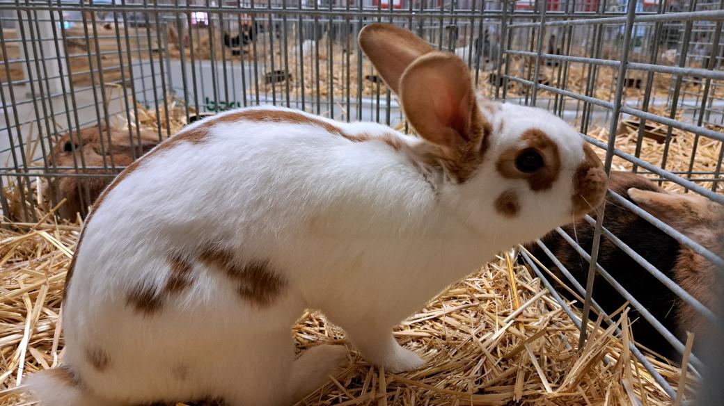 Na veletrhu Jarní Zemědělec vystavují drobní chovatelé