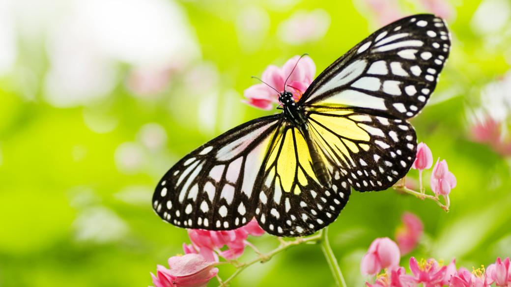 Jak chránit motýly pomocí aplikace?