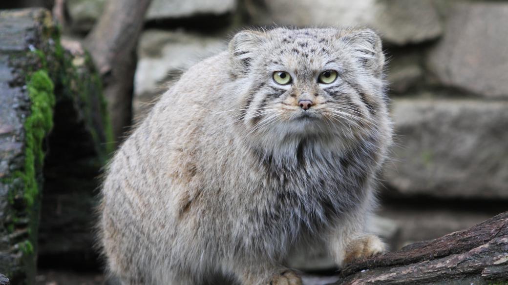 Manul, dlouhosrstá kočkovitá šelma