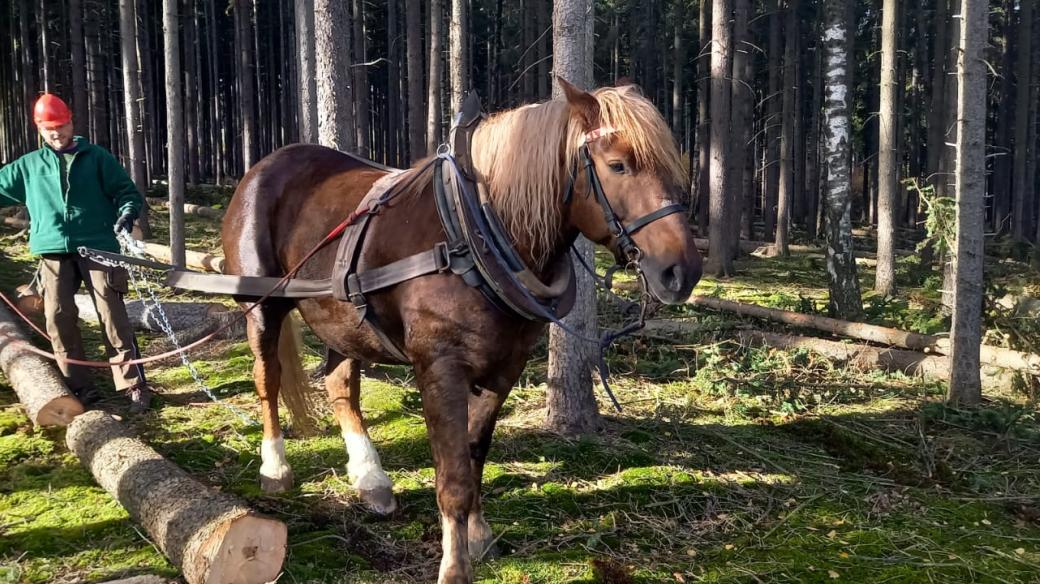 Šibal má na sobě připevněnou rozporku s řetízkem na pobočinách, ke které kočí přiváže kládu