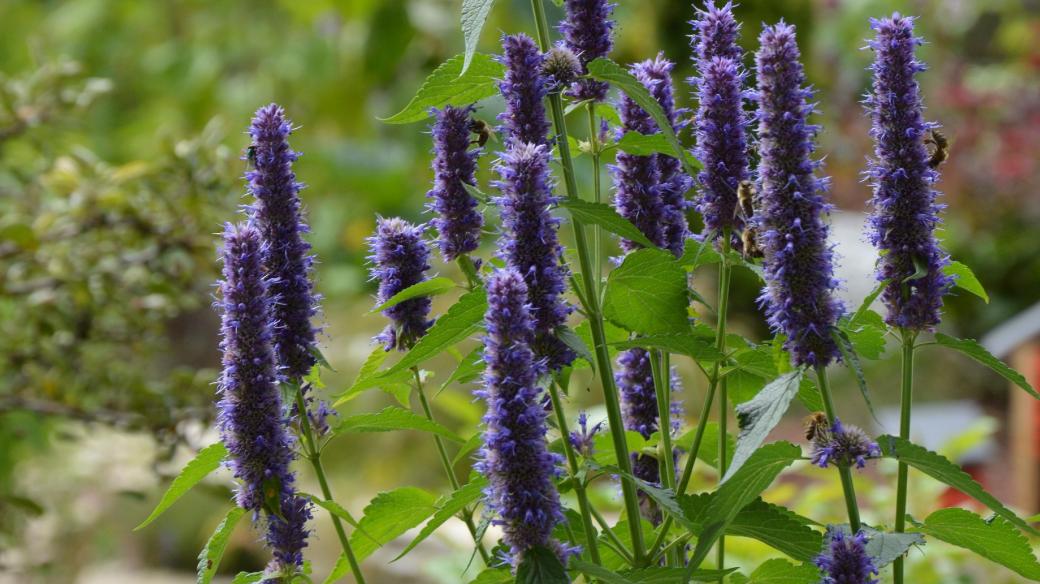 Agastache anýzová