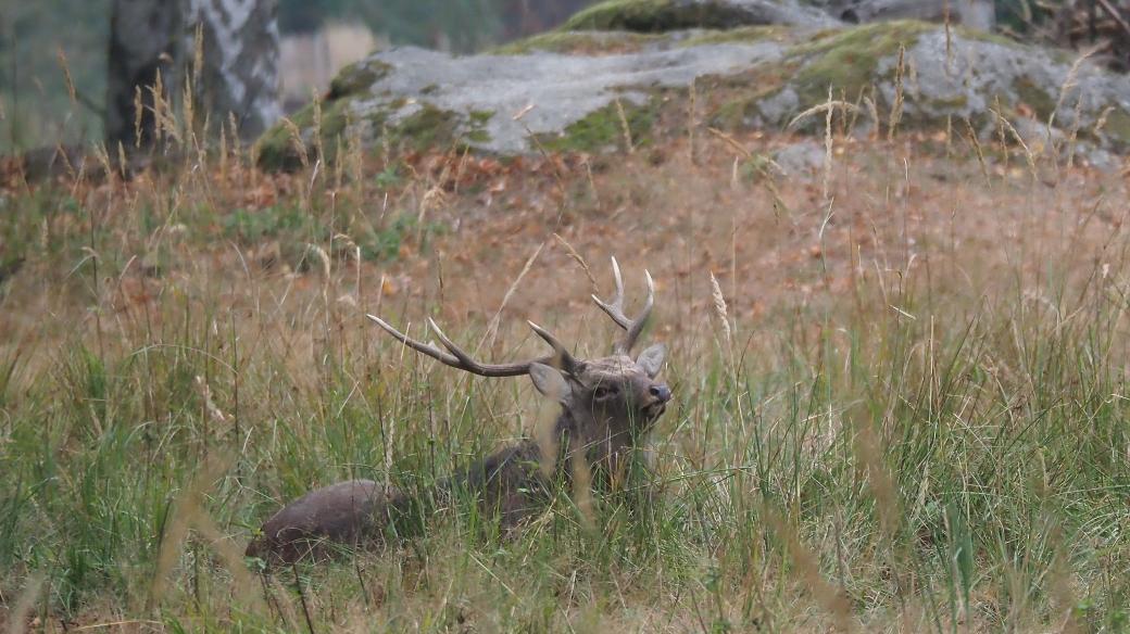 Jelen sika netroubí, ale píská nebo zívá. Behem říje se dá vyfotit jen s velkou dávkou trpělivosti, říká velkomezříčský fotograf