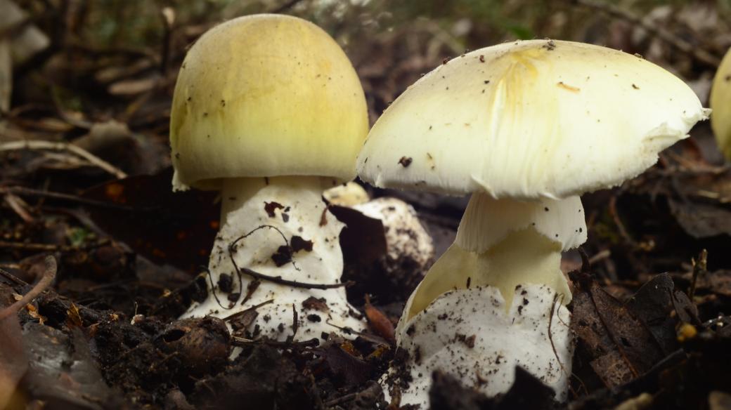 Muchomůrka zelená (Amanita phalloides)