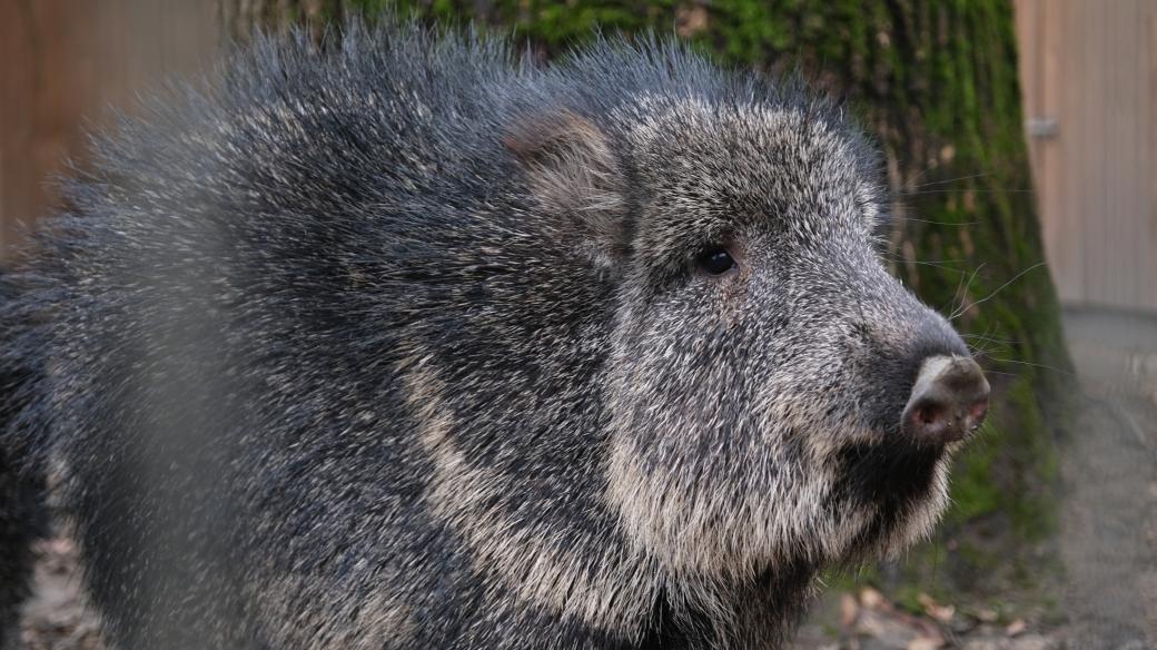 Pekari, Zoologická zahrada Jihlava