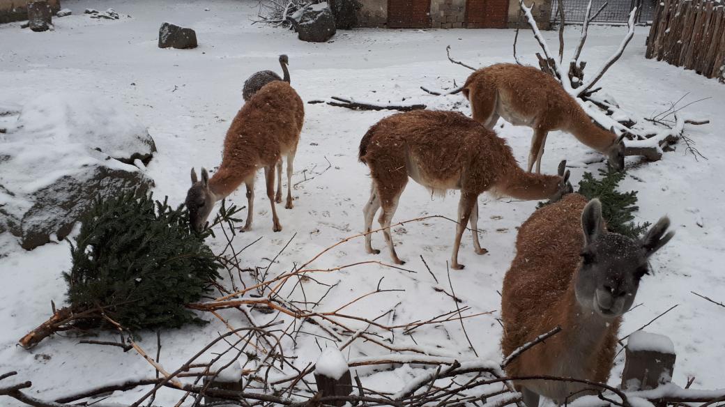 Vánoční stromky v ZOO Jihlava